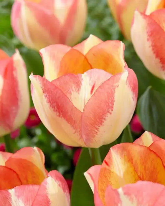 Tulip Bulbs , Spryng Sunrise 'Bloom Spring,12/+cm, - Caribbeangardenseed