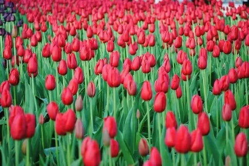 Tulip Bulbs "teddy kollek" Single Late, fall planting - Caribbean garden seed