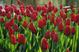 Tulip Bulbs "teddy kollek" Single Late, fall planting - Caribbean garden seed