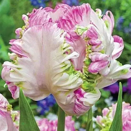 Tulip BULBS ,WEBBER Parrot, Fall Planting - Caribbeangardenseed