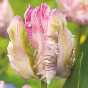 Tulip BULBS ,WEBBER Parrot, Fall Planting - Caribbeangardenseed