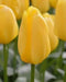 Tulip Bulbs, Yellow emperor , TOP Sized 12 cm+ FALL PLANTING - Caribbeangardenseed