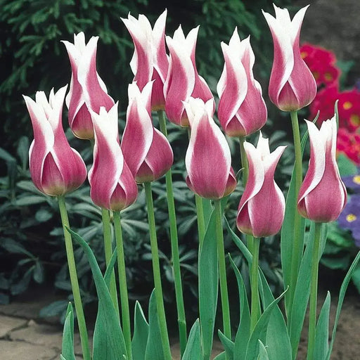 Tulip Bulbs,Ballade ( Bulbs) Lily flowering - Caribbeangardenseed