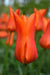 Tulip Bulbs,Ballerina ( Bulbs) Lily flowering - Caribbean garden seed