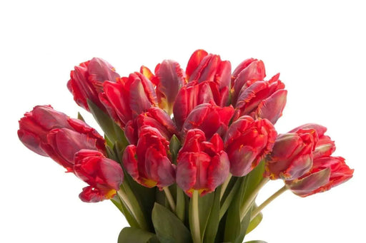 Tulip Bulbs,Bright Parrot (Bulbs),12/+cm, - Caribbeangardenseed