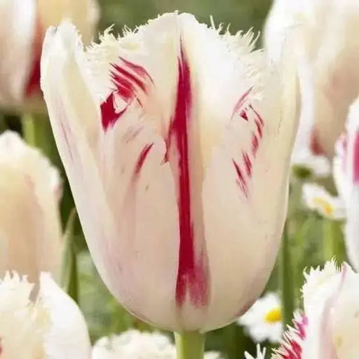 TULIP BULBS,Carousel ,bright white flowers have a bold red feather pattern ! - Caribbean garden seed