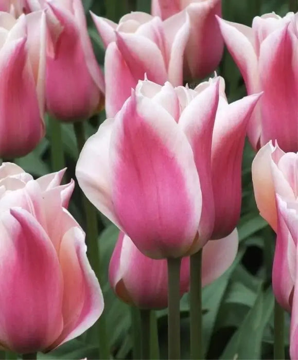 Tulip Bulbs,sanne ( Bulbs) Lily flowering - Caribbeangardenseed