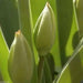 Tulip Bulbs,Sun Lover Tulip Bulbs,Double Red/Gold size: 12 cm/up, Shipping.