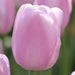Tulip Bulbs,Synaeda Amor (12/+cm) soft pink! - Caribbean garden seed