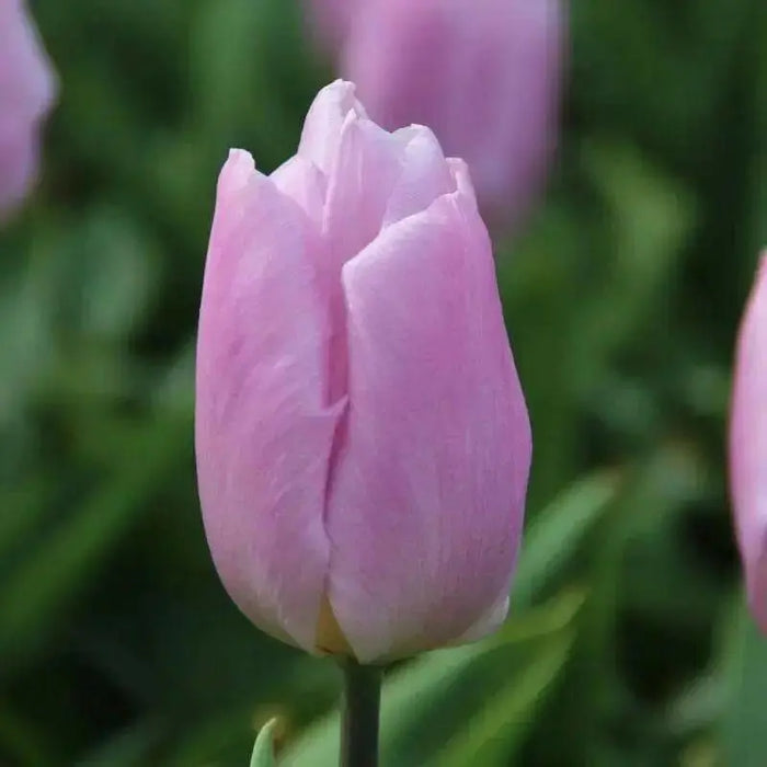 Tulip Candy Prince',Bulbs Size 12/+cm - Caribbean garden seed