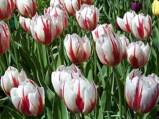 Tulip 'Carnaval de Rio (Tulipa) Early Blooming,12/+cm,, fall bulbs - Caribbean garden seed