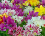 Tulip 'Club Mixture' Bulbs,bunch flowering - Caribbean garden seed