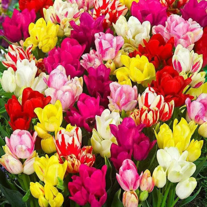 Tulip 'Club Mixture' Bulbs,bunch flowering - Caribbean garden seed