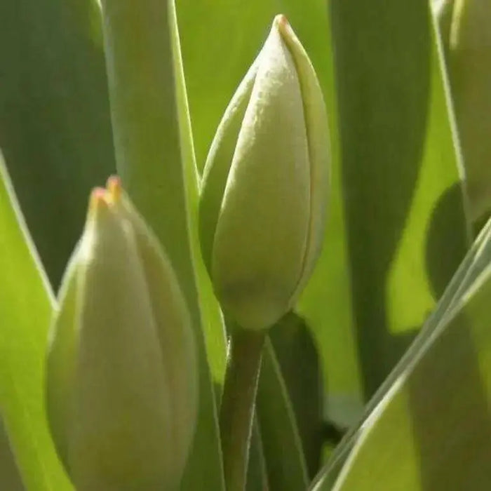 Tulip Darwin Hybrid Ollioules (12+cm,) RHS Award of Garden Merit - Caribbean garden seed