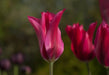 Tulip Doll's Minuet ( Bulbs) Lily flowering , FALL PLANTING - Caribbean garden seed garden products, 