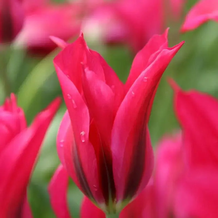 Tulip Doll's Minuet ( Bulbs) Lily flowering , FALL PLANTING - Caribbean garden seed garden products, 