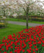 Tulip Double Early Abba,12/+cm, Fall Planting Bulbs, - Caribbean garden seed