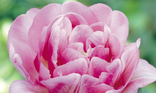 Tulip Double Early Foxtrot ( Bulbs) Early Blooming,12/+cm,NOW SHIPPING!