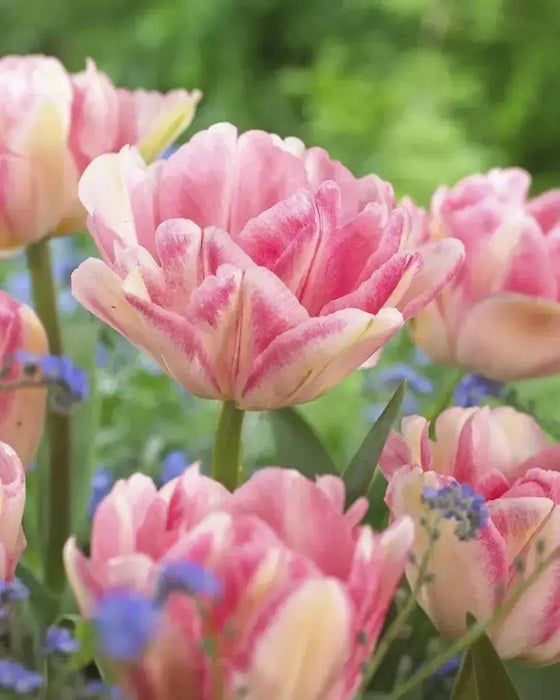Tulip Double  Foxtrot ( Bulbs) Early Blooming,12/+cm - Caribbean garden seed