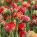 Tulip Double Late "Gudoshnik Double" bloom - Caribbean garden seed