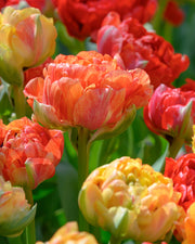 Tulip Double Late "Gudoshnik Double" bloom - Caribbean garden seed