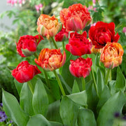 Tulip Double Late "Gudoshnik Double" bloom - Caribbean garden seed
