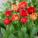 Tulip Double Late "Gudoshnik Double" bloom - Caribbean garden seed