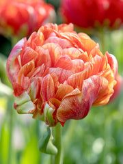 Tulip Double Late "Gudoshnik Double" bloom - Caribbean garden seed