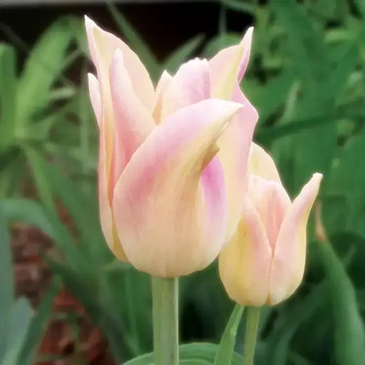 Tulip ELEGANT LADY ( Bulbs) Lily flowering, FALL PLANTING - Caribbean garden seed garden products, 