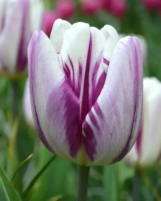 Tulip Flaming Flag TOP Sized 12cm+ bulbs , fall planting ! - Caribbean garden seed