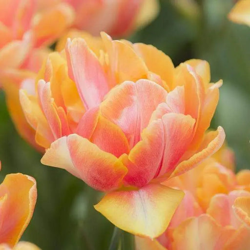 Tulip Foxy Foxtrot Bulbs, FALL BULBS - Caribbeangardenseed