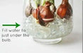 Tulip Indoor Growing Kit,\,  Great Gift - Caribbean garden seed