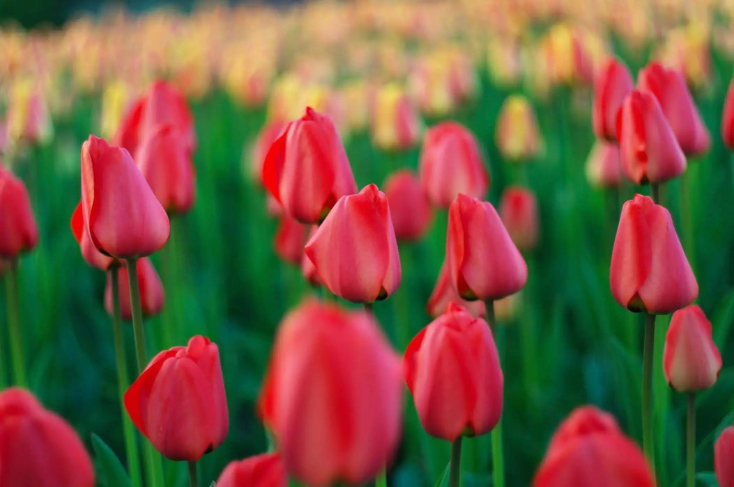 Tulip Jumbo Cherry ,12cm+ tulip bulbs, Great for Bouquets - Caribbeangardenseed