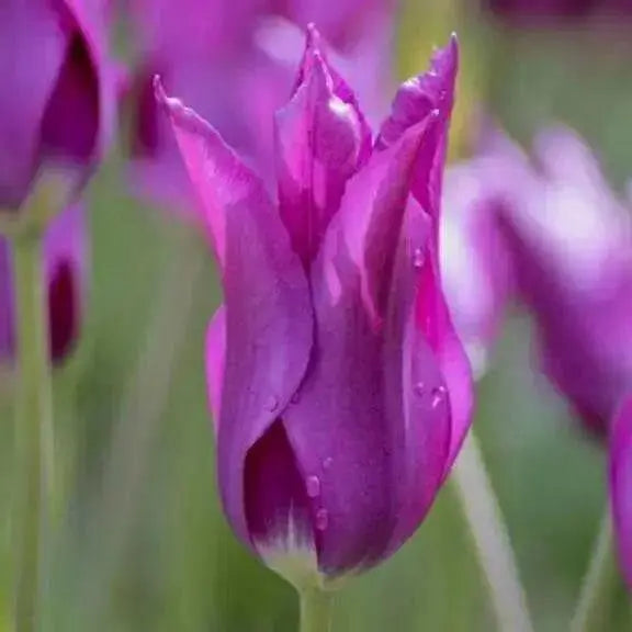 Tulip Lily Flowering Purple Dream (Bulbs)12/+cm Bloom Late Spring, - Caribbean garden seed