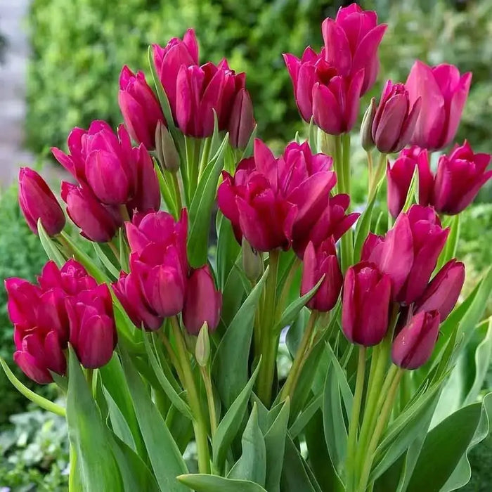 Tulip Night Club Bulbs, Multiple flowers, FALL PLANTING - Caribbeangardenseed