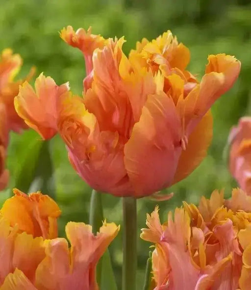 Tulip ORANGE  Parrot ,Fall Planting Bulbs - Caribbean garden seed