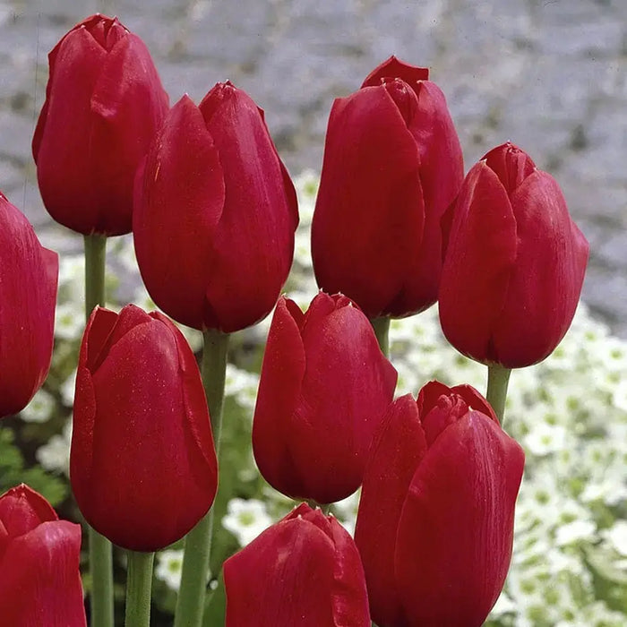 Tulip OSCAR ,FALL PLANTING BULBS - Caribbeangardenseed