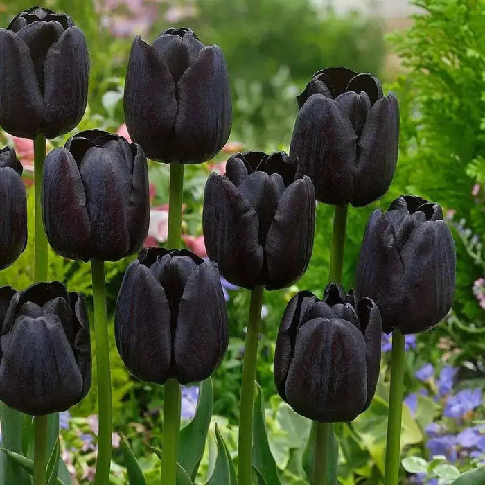 Tulip Paul Scherer, FALL PLANTING BULBS - Caribbean garden seed