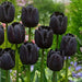 Tulip Paul Scherer, FALL PLANTING BULBS - Caribbean garden seed