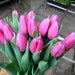 Tulip 'Pink Flag'  FALL PLANTING - Caribbean garden seed