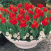 TULIP PRAESTANS FUSELIER, 10 Bulbs, - Caribbean garden seed