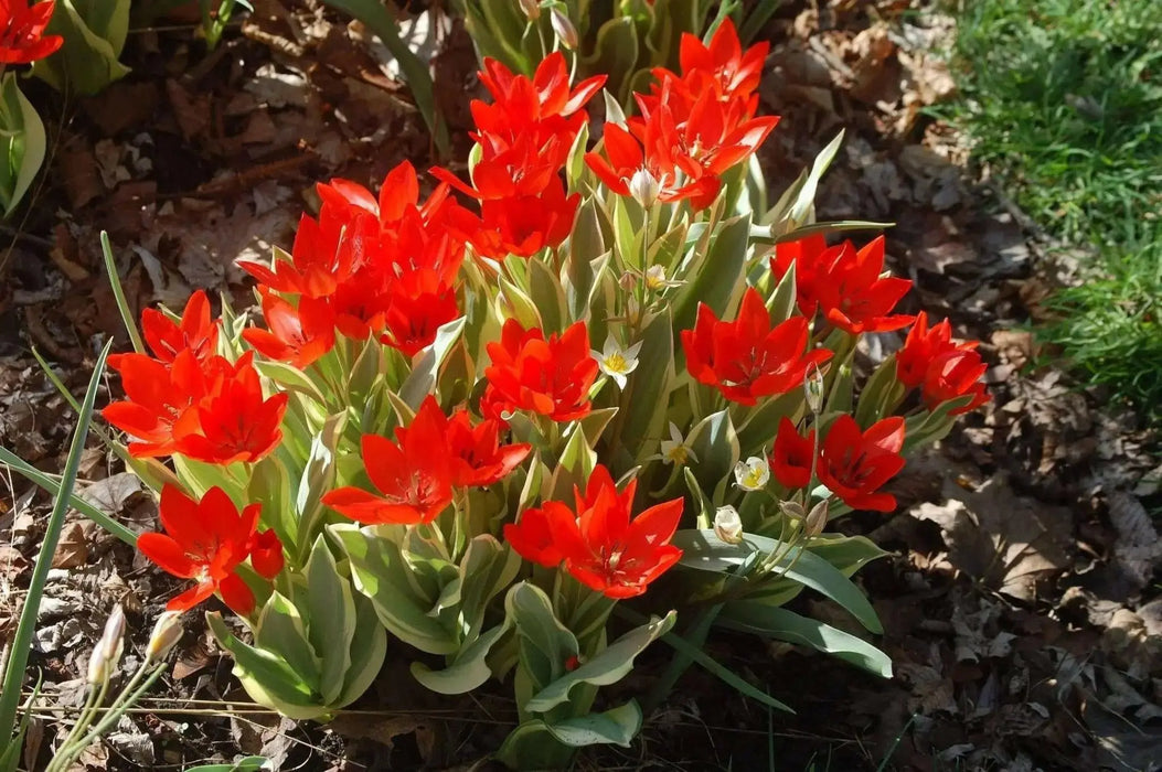 TULIP PRAESTANS FUSELIER, 10 Bulbs, - Caribbean garden seed