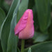 Tulip ,Purple Pride',Bulbs ,12/+cm - Caribbeangardenseed