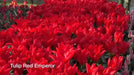 Tulip "Red Emperor" Sized 12cm+bulbs , FALL PLANTING ! - Caribbeangardenseed