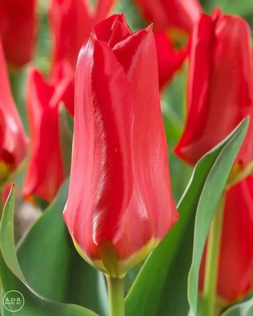 Tulip "Red Emperor" Sized 12cm+bulbs , FALL PLANTING ! - Caribbeangardenseed