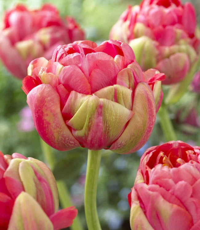 Glamour Girl Double Late Tulip Bulbs for Planting