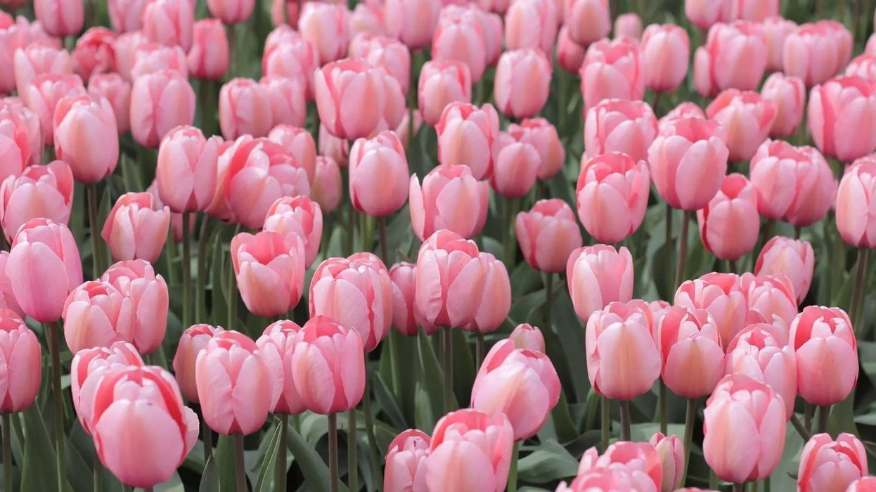 Tulip Salmon Impression ( Bulbs) Bloom Spring, FALL PLANTING - Caribbeangardenseed