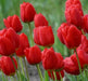 Tulip SINGLE RED , Seadov, Fall Planting Bulbs! - Caribbean garden seed