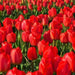 Tulip SINGLE RED , Seadov, Fall Planting Bulbs! - Caribbean garden seed