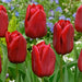 Tulip SINGLE RED , Seadov, Fall Planting Bulbs! - Caribbean garden seed